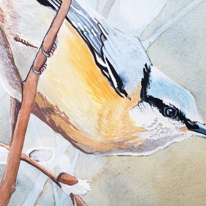 Red Breasted Nuthatch, an original painting by Poofydove