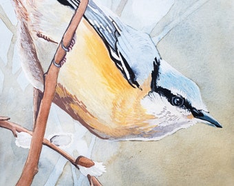 Red Breasted Nuthatch, an original painting by Poofydove