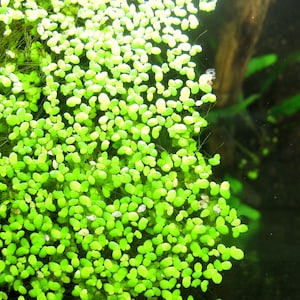 May include: A close-up of a dense patch of bright green aquatic plants. The plants are small and round, with a smooth texture. The background is a dark green, suggesting a water environment.