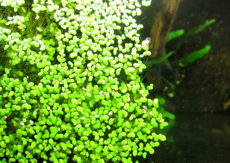 May include: A close-up of a dense patch of bright green aquatic plants. The plants are small and round, with a smooth texture. The background is a dark green, suggesting a water environment.