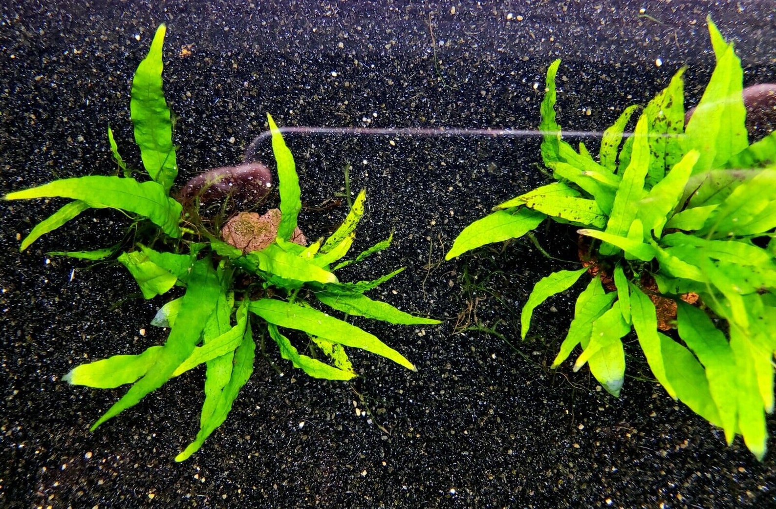 Black Aquarium Sand WASHED Ready for Use Substrate for Etsy