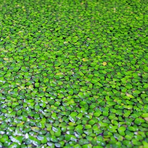 May include: A close-up view of a pond surface covered in a dense layer of green water plants. The plants are small and round, creating a textured, almost pebbled appearance.