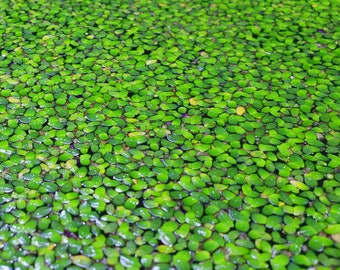 Duckweed (Lemna Minor) BUY2GET1FREE Live Floating Aquarium Plant, Turtle Food, Pond Plant  - Home Grown Green and Healthy, Large Quantity