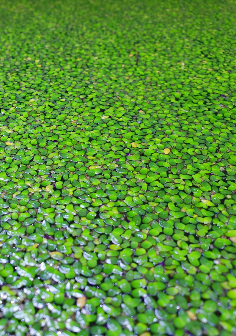 May include: A close-up view of a pond surface covered in a dense layer of green water plants. The plants are small and round, creating a textured, almost pebbled appearance.