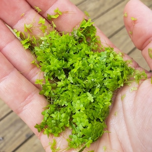 May include: A handful of bright green aquatic plants with long, thin stems.