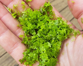 Duckweed BUY2GET1FREE Large Quantity (Lemna Minor) Live Floating Aquarium Plant, Turtle Food, Pond Plant  - Home Grown Green and Healthy
