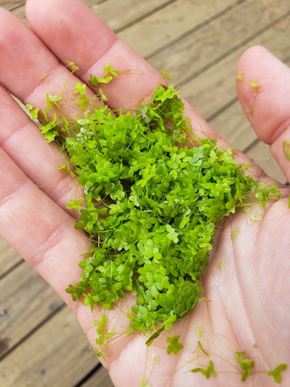 Duckweed BUY2GET1FREE Large Quantity (Lemna Minor) Live Floating Aquarium Plant, Turtle Food, Pond Plant  - Home Grown Green and Healthy