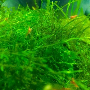 Java Moss BUY 2 GET 1 FREE (Taxiphyllum Barbieri)  -Home Grown Green and Healthy
