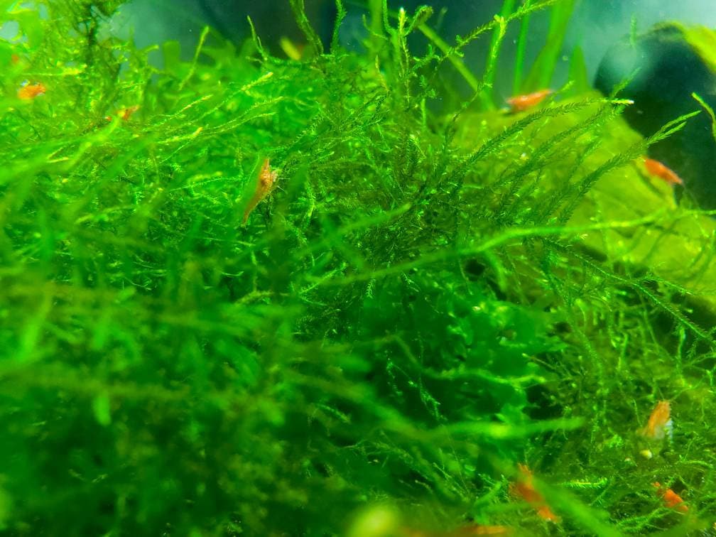 Java Moss BUY 2 GET 1 FREE taxiphyllum Barbieri home Grown Green