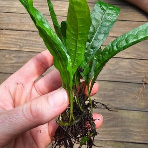 Java Fern (Microsorum pteropus), Home Grown Green and Healthy BUY 2 GET 1 FREE