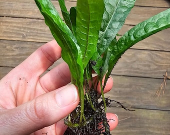Java Fern (Microsorum pteropus), Home Grown Green and Healthy BUY 2 GET 1 FREE