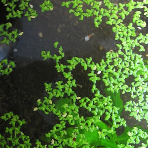 May include: A close-up view of a green aquatic plant growing in a clear water tank. The plant has small, oval-shaped leaves and is densely packed together.