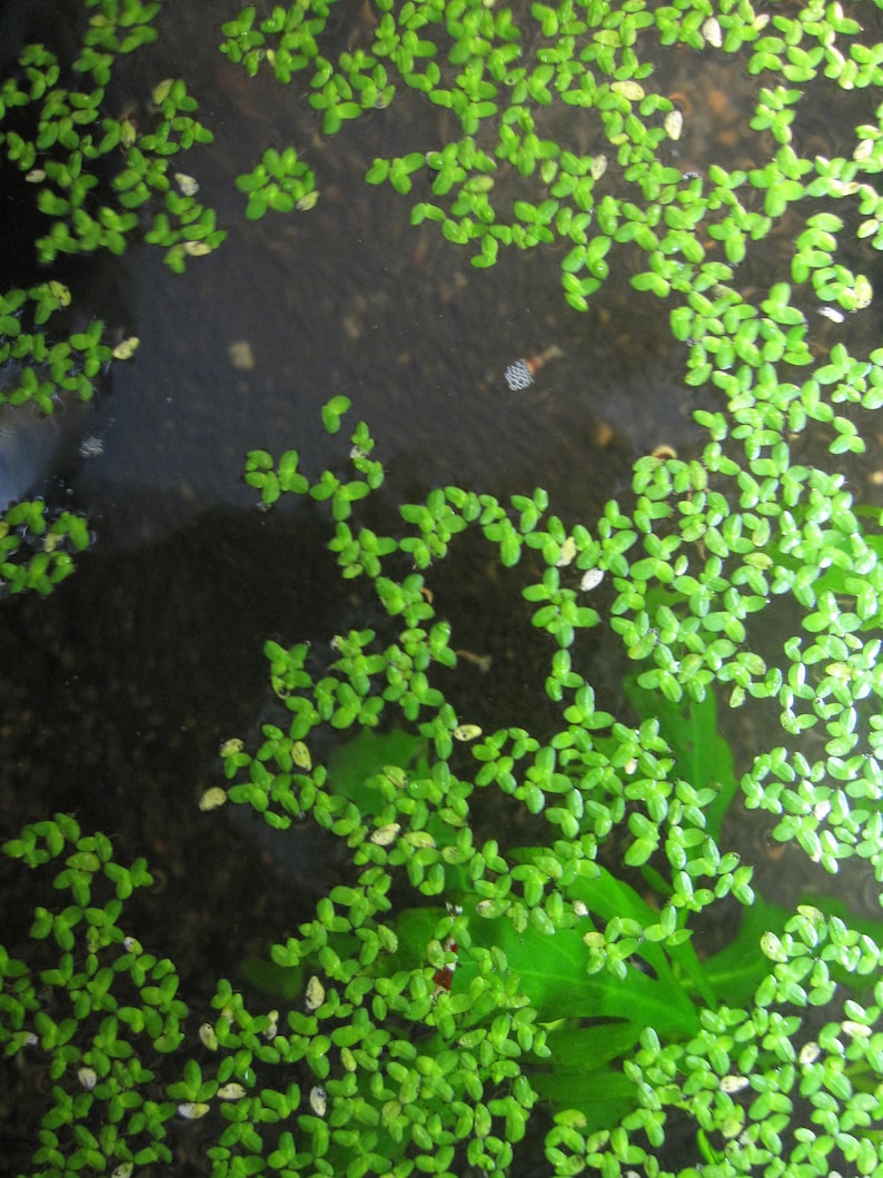 May include: A close-up view of a green aquatic plant growing in a clear water tank. The plant has small, oval-shaped leaves and is densely packed together.