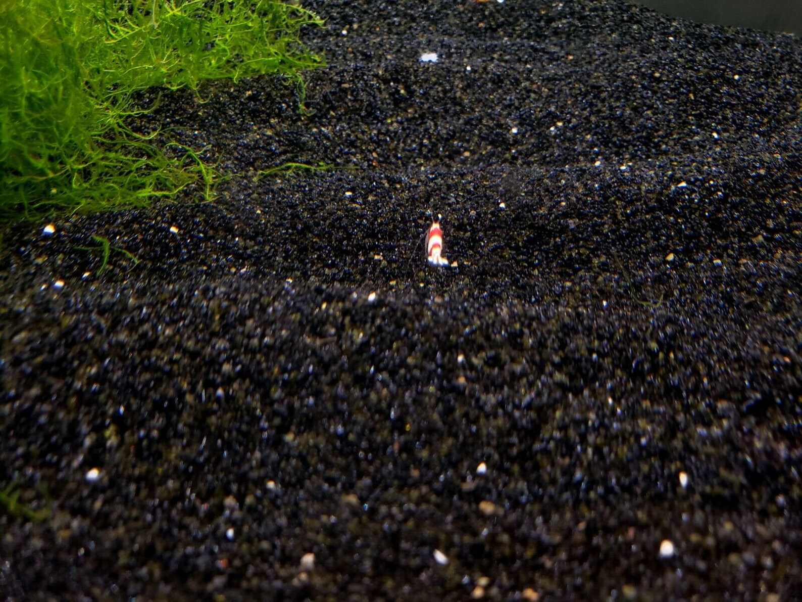 Black Aquarium Sand WASHED Ready for Use Substrate for Etsy