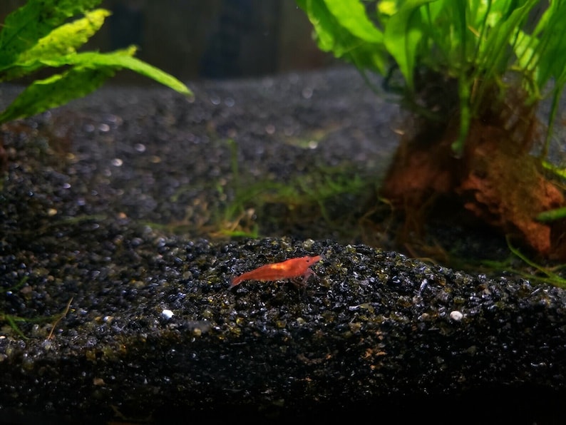 Black Aquarium Sand WASHED Ready for Use Substrate for Etsy