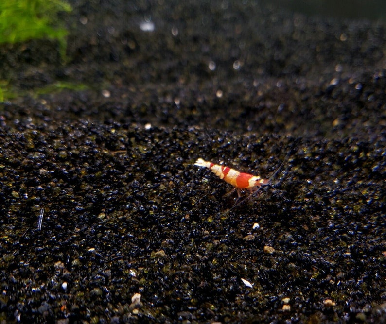 Black Aquarium Sand WASHED Ready for Use Substrate for Etsy
