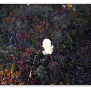 White Whisper™