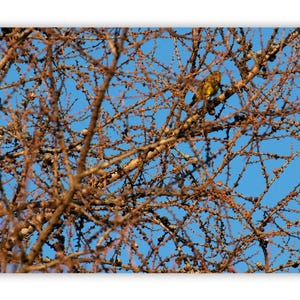 Songbird Sky Photograph: Blue Sky Bird Art Print