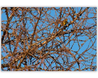 Songbird Sky Photograph: Blue Sky Bird Art Print