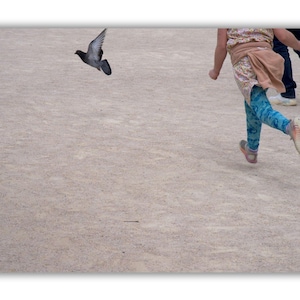 Pigeon Chase™