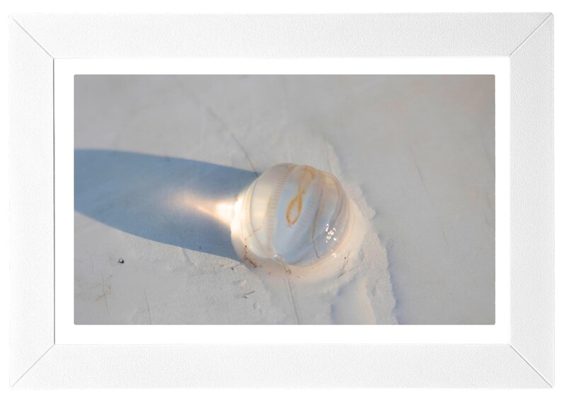May include: A framed photograph of a sand dollar on a sandy surface. The sand dollar is white with a yellow-orange design. The image is lit by sunlight, casting a shadow.