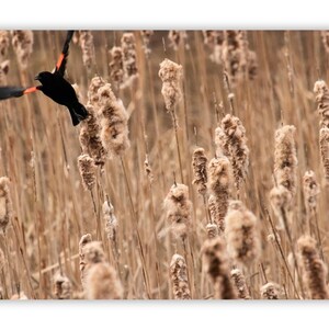 Red-Winged Blackbird Marsh Print, New Brunswick Bird Photo