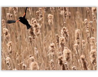 Red-Winged Blackbird Marsh Print, New Brunswick Bird Photo