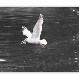 Seagull Mackerel Heist Photo Print, Saint Margarets Bay Art