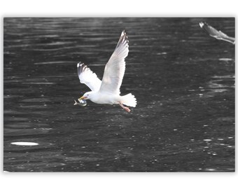 Seagull Mackerel Heist Photo Print, Saint Margarets Bay Art