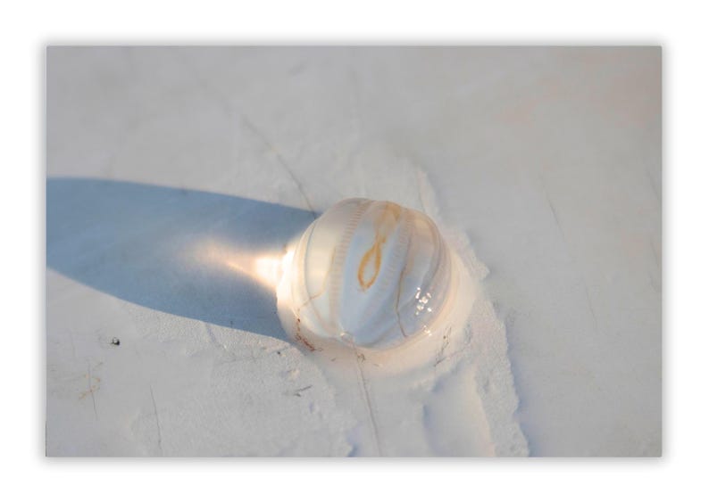 May include: A translucent, ribbed object with a central, yellowish-brown core rests on a white surface. The object casts a long shadow, suggesting sunlight. The overall scene evokes a sense of natural beauty and simplicity.