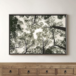 May include: A black and white photograph of a forest canopy, with the trees reaching up towards the sky. The image is taken from a low angle, looking up through the branches.