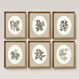 Könnte beinhalten: Sechs gerahmte botanische Drucke mit weißem Hintergrund und goldenen Rahmen. Jeder Druck zeigt eine andere Art von Blume oder Pflanze mit weißem Hintergrund und goldenem Rahmen.