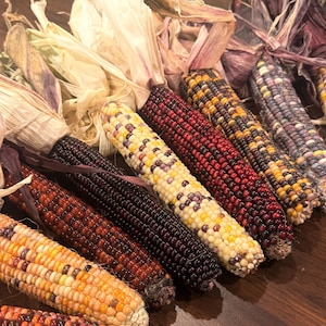 Könnte beinhalten: Eine Sammlung dekorativer Maiskolben mit Körnern in verschiedenen Farben, darunter Dunkelviolett, leuchtendes Rot, Gelb und Orange. Jeder Kolben ist mit getrockneten, hellen Blättern versehen und zeigt ein natürliches, mehrfarbiges Erscheinungsbild.