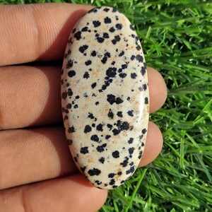 Puede incluir: Gema ovalada de jaspe dálmata con superficie pulida. La piedra presenta una base de color crema salpicada de manchas negras. La gema se sostiene en una mano sobre un fondo de hierba verde.