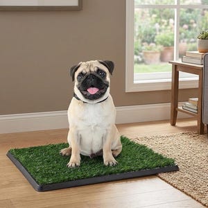 May include: A tan and black pug sits on a square, green artificial grass pad with a black border. The dog wears a black collar and has its tongue sticking out. The pad is on a wooden floor.