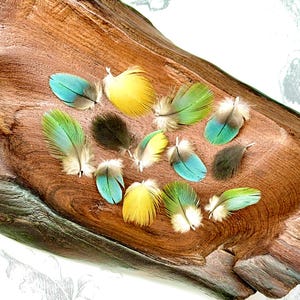 May include: A collection of small, loose bird feathers in vibrant shades of turquoise, bright yellow, and dark brown. The feathers are scattered across a textured, polished piece of natural wood with visible grain patterns and warm brown tones.