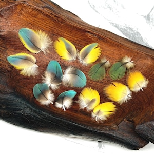 Twelve Tiny Blue, Yellow & Green Parrot Feathers, Blue and Gold Macaw