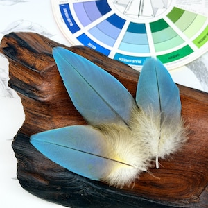 May include: Three blue feathers with a gradient of light blue to white, resting on a piece of dark brown wood. A color wheel with blue and green hues is in the background. The feathers have a detailed, textured appearance.