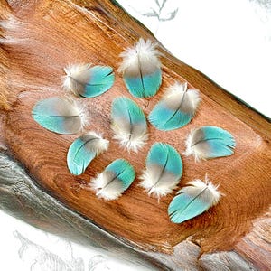 May include: A collection of ten small, oval-shaped feathers arranged on a polished wooden surface. Each feather features a distinct color gradient, transitioning from a soft, light gray at the base to a vibrant, bright turquoise blue at the rounded tip.