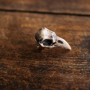 May include: A ring featuring a detailed, realistic bird skull ornament. The skull is rendered in shades of off-white, beige, and dark gray, showcasing a pointed beak and hollow eye sockets. The piece is crafted with a metallic band base.
