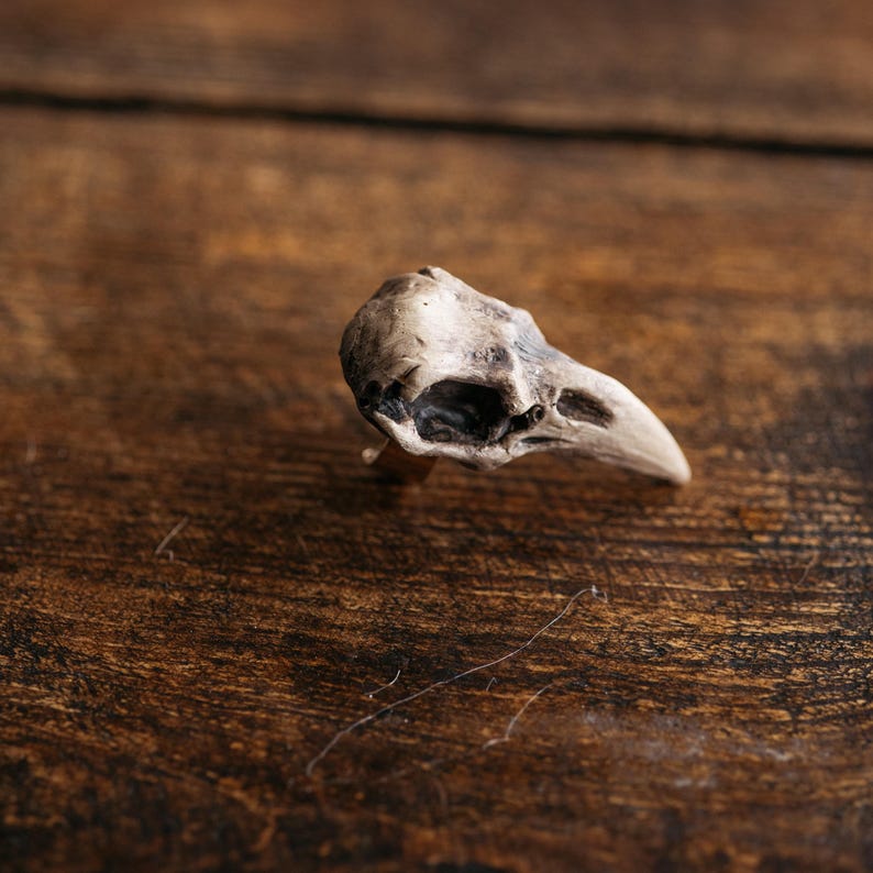 May include: A ring featuring a detailed, realistic bird skull ornament. The skull is rendered in shades of off-white, beige, and dark gray, showcasing a pointed beak and hollow eye sockets. The piece is crafted with a metallic band base.