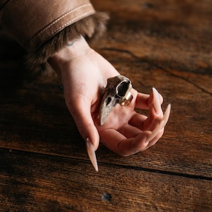 May include: A ring featuring a small, textured, beige and brown bird skull ornament attached to a simple, smooth, gold-toned metal band. The skull displays natural bone details, including a prominent beak and hollow eye sockets, resting on the finger.