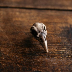 May include: A small, beige bird skull replica featuring a pointed beak, hollow eye sockets, and detailed bone texture. The object is rendered in a light tan color with darker shading in the crevices, showcasing a realistic anatomical structure.