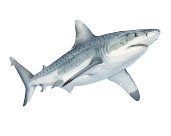 10 Watercolor Shark PNGs | Transparent Ocean Animal Clipart | Instant Digital Download