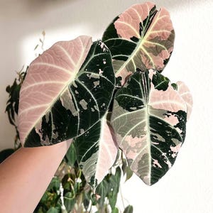 Alocasia black velvet pink variegated - Etsy 日本