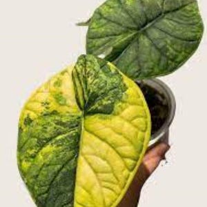 Variegated alocasia melo - Etsy 日本