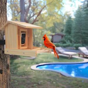 May include: A wooden bird feeder with a small camera inside, mounted on a tree. A bright red cardinal bird is perched on the feeder's wooden perch. The background includes a pool and trees.