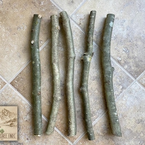 May include: Five straight, cylindrical wooden sticks with smooth, light gray bark. Each stick features a natural, unrefined texture with small knots and subtle variations in thickness. A square logo card displays the text FIELDS FORESTREE FINDS ESTD. 2017.