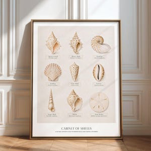 Könnte beinhalten: Ein gerahmtes Poster mit dem Titel CABINET OF SHELLS, das neun detaillierte Illustrationen von Muscheln zeigt, darunter eine Fechterschnecke, eine Stachelschnecke, ein Nautilus, eine Jakobsmuschel, eine Kegelschnecke, eine Kaurischnecke, eine Turmschnecke, ein Wellhornschnecke und ein Sanddollar.
