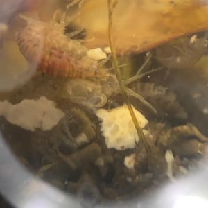 May include: Close-up of aquatic life in a tank. The image shows several small, translucent creatures with visible segments, alongside pieces of food and plant matter. The creatures have a reddish-brown hue, and the tank's water appears murky.